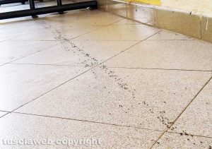 Montefiascone - Le formiche alla stazione di Zepponami