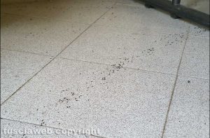 Montefiascone - Le formiche alla stazione di Zepponami