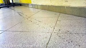 Montefiascone - Le formiche alla stazione di Zepponami