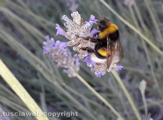 Bombo sulla lavanda