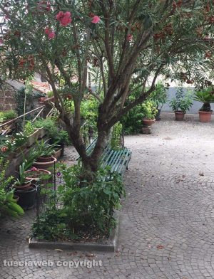 I fiori a Sutri