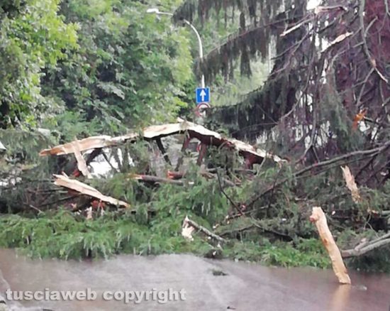 Albero abbattuto dal maltempo (foto di repertorio)