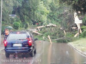 Albero caduto a Capranica