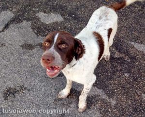 Cane trovato a Sant'Angelo di Roccalvecce