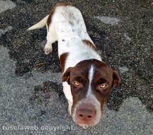 Cane trovato a Sant'Angelo di Roccalvecce