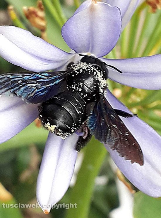 Xylocopa su agapanto
