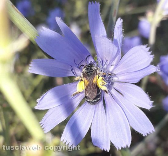 Insetto pronubo su fiore di cicoria