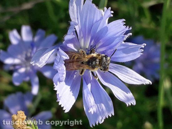 Insetto pronubo su fiore di cicoria
