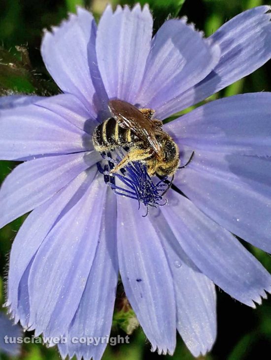 Insetto pronubo su fiore di cicoria