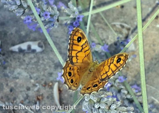 Farfalla e ragno su lavanda