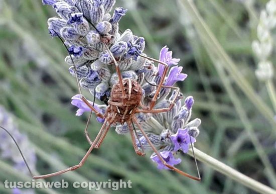 Farfalla e ragno su lavanda