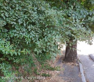 Viterbo - Il marciapiede di viale Fiume invaso dalle erbacce