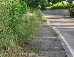 Viterbo - Il marciapiede di viale Fiume invaso dalle erbacce