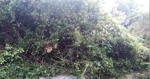 Barbarano Romano - La pianta caduta sulla Barbaranese 