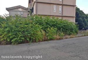 Viterbo - Erbacce sul marciapiede di via Cimina