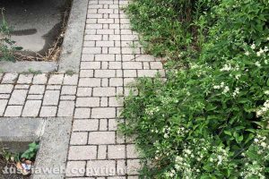Viterbo - I marciapiedi in via Raffaello coperti di erba