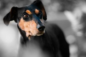 Pinscher