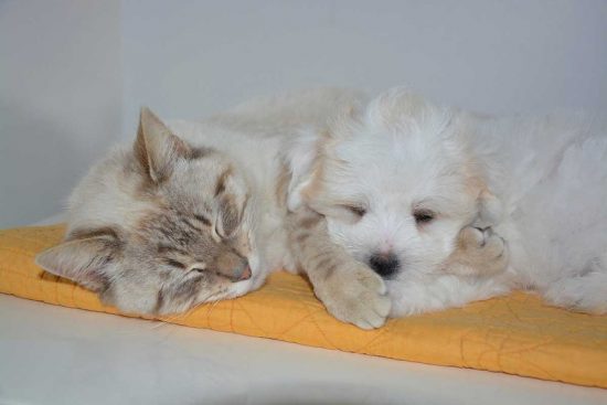 Un cane e un gatto