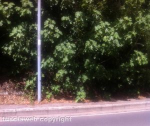 Viterbo - Degrado a viale Fiume tra La Quercia e Bagnaia 