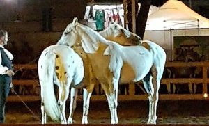 Tarquinia Horse Show 2019
