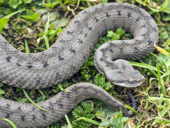 Una vipera