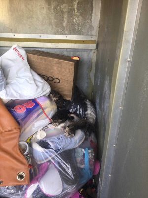 Civita Castellana - I gattini salvati dai vigili del fuoco