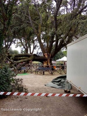 Vetralla - Albero caduto alla Villa