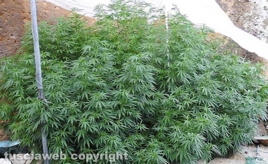 Piante di marijuana sequestrate nella Tuscia