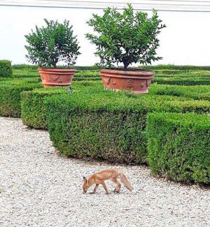 Roma - Le volpi a Villa Pamphilj
