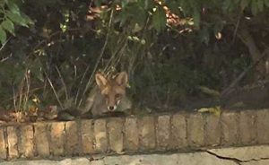 Roma - Le volpi a Villa Pamphilj