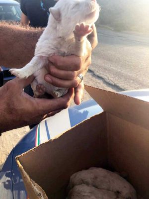 I cuccioli salvati dagli agenti di polizia della volante
