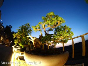Esposizione di Bonsai