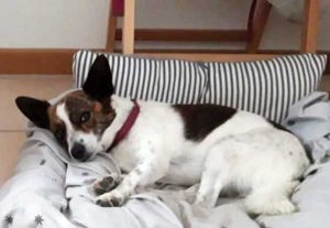 La cagnolina Magò