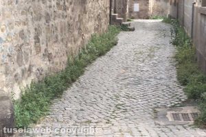 Viterbo - Erbacce tra le vie del centro