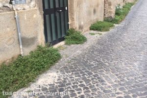 Viterbo - Erbacce tra le vie del centro