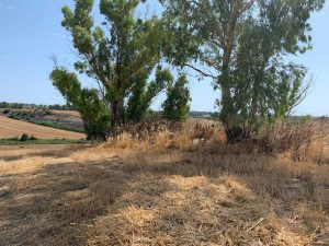 Tarquinia
