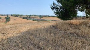 Tarquinia
