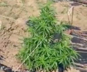 Zocca - Vasco Rossi in un campo di di cannabis light