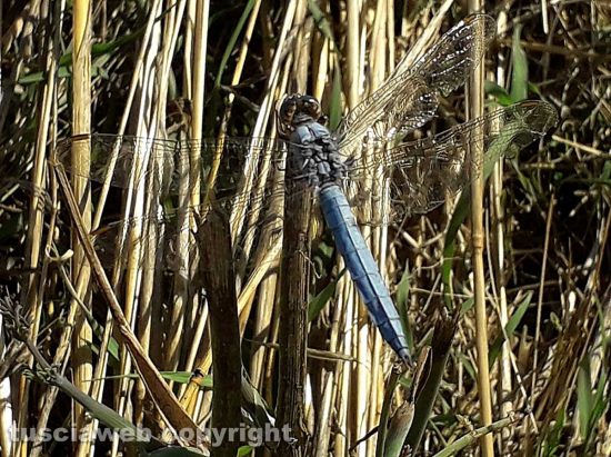 Una libellula