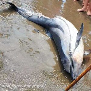 Orbetello - Delfino morto alla spiaggia della Feniglia