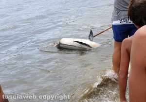 Orbetello - Delfino morto alla spiaggia della Feniglia
