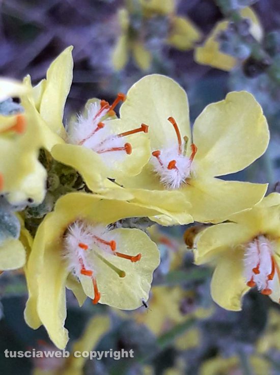 Fiori di campo