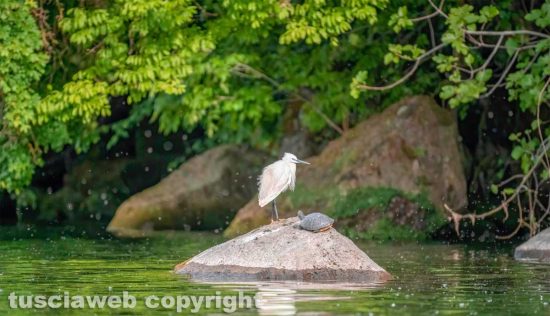Capodimonte - Foto di Pierluigi Manetti
