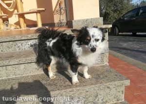 Animali - Il cane Mimmo