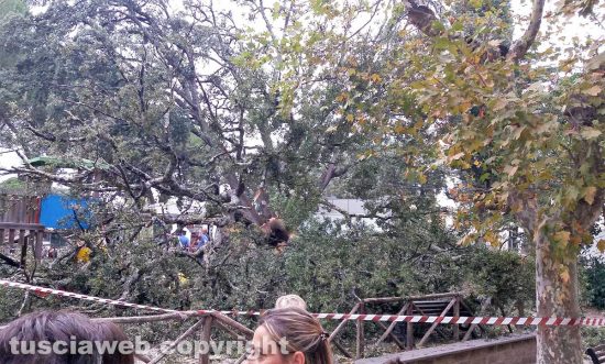 Vetralla - Albero caduto alla Villa