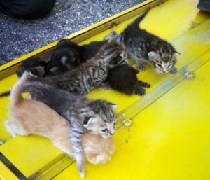 Civita Castellana - I gattini salvati dai vigili del fuoco