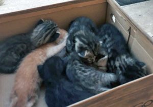 Civita Castellana - I gattini salvati dai vigili del fuoco
