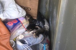 Civita Castellana - I gattini salvati dai vigili del fuoco