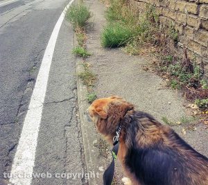 Viterbo - Erbacce sul marciapiede a via della Pila