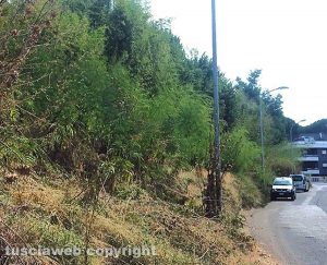 Viterbo - Erbacce a via del Crocifisso